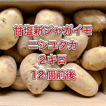 【鹿児島産】甘塩新ジャガイモ箱込み2キロ^_^ 箱込み2キロ前後（12個前後） 野菜/じゃがいも通販