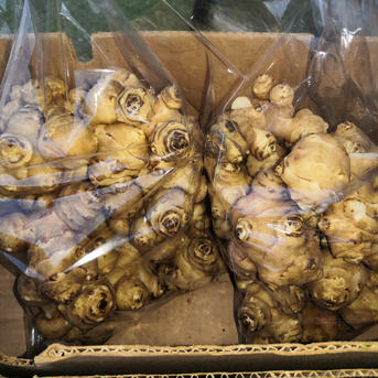 【なべくら高原産】雪下キクイモ 2kg 2kg 野菜/その他野菜通販