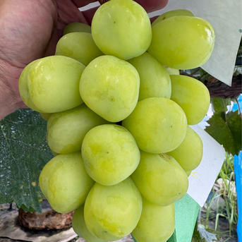 夏の終わりのブドウ祭り！！ 20％増量サービス ブドウ粒売り3種食べ