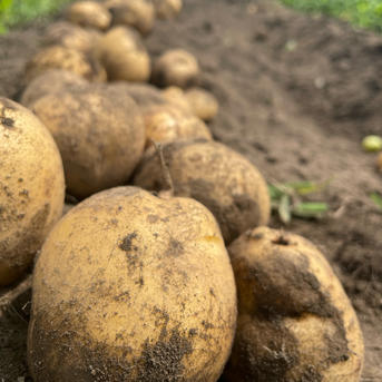 佐藤農場のじゃがいも「とうや」20kg | 北海道訓子府町 | ふるさと納税