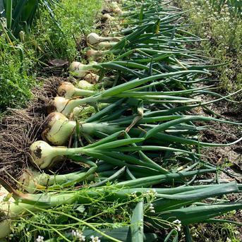 お得なワケあり！淡路島産玉ねぎ 20キロ箱 ｜ 野菜/玉ねぎ 産直アウル