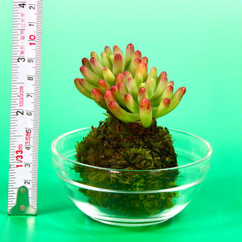 苔玉　セダム「乙女心💖」 約300㌘ 花・植物/花・植物通販
