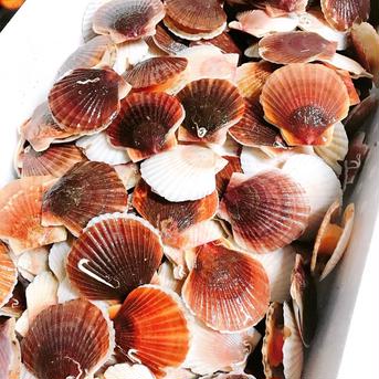 北海道噴火湾産GEKIうまベビーホタテ14kg 14kg約700枚 魚介類/ホタテ通販