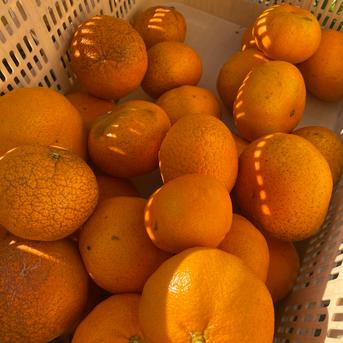 【Pё】M甘平9Kg　　同梱発送 先行予約】＼超売れ筋商品！／ 甘平（贈答用）化粧箱 4L～2L 8～12玉