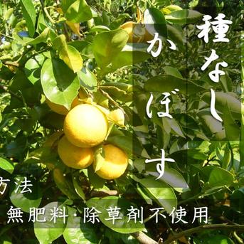 種無しかぼす　風味豊か 大変便利　５Ｋｇ 農薬不使用 完熟種なしカボス5キロ ｜ 果物/香酸柑橘(ライム・レモン等
