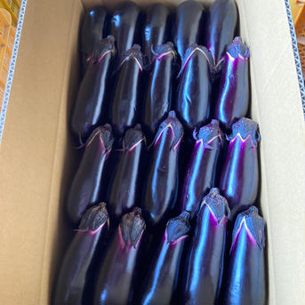 【秀品】久保農園の千両なす 5kg 野菜/茄子通販