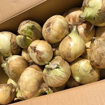 訳あり淡路島極早生新玉ねぎ20kg 20kg 野菜/玉ねぎ通販