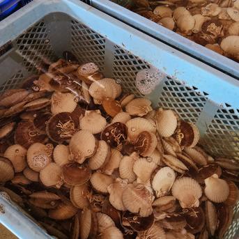 北海道噴火湾産 活ベビーホタテ（稚貝）3ｋｇ（約70－100枚） 3ｋｇ 約70－100枚 魚介類/ホタテ通販