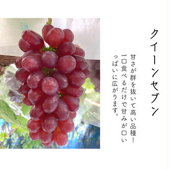 【飲食店向け】泉州産シャイン品種　クイーンセブン1kg3〜6房 1kg 果物/ぶどう通販