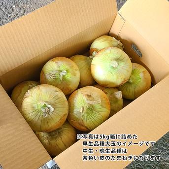 1日10名様限定特別価格 【 大玉 10kg 】 新たまねぎ 淡路島産 4月17日