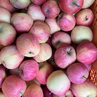 すぐ発送！2箱分超遅もぎ丸かじり葉取らずサンふじ小玉訳あり箱込み6