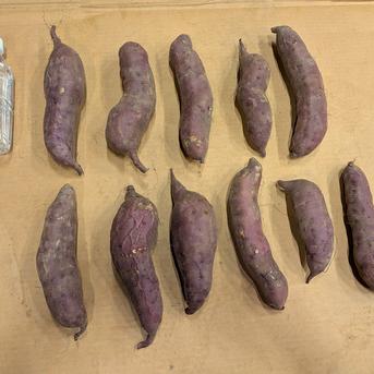 北海道産 さつまいも「紅あずま」 8kg | 野菜/さつまいも 産直