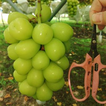 1房500g超え大房🍇朝採り🍇大粒の果汁たっぷりのシャインマスカット