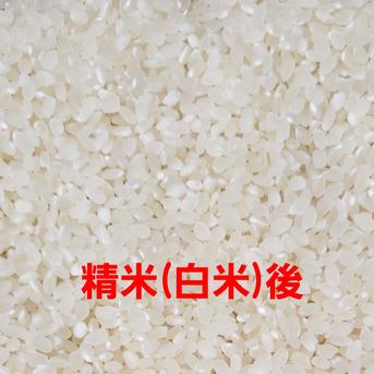令和7年産 新米 高知県産 コシヒカリ 玄米10㎏(袋込み) ｜ 米・穀物