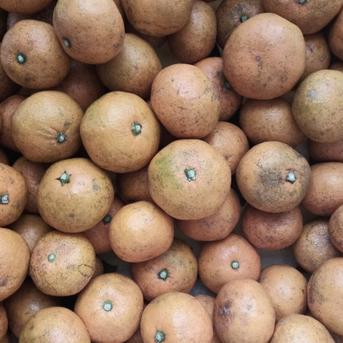 訳あり】キズあり・見た目難あり・収穫後1ヶ月貯蔵【えひめ・しまなみ