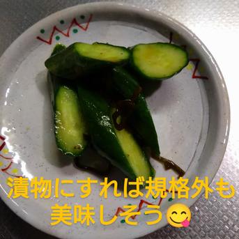 訳あり】ABC品混ぜ混ぜ…サラダキュウリ ｜ 野菜/きゅうり 産直アウル