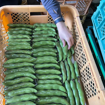 5月発【大好評♪ 予約増量 】”みずみずしい”とれたて そら豆　1500g→1650g from 名水の里　神奈川県秦野市 2〜4粒混合　1650g 野菜/豆類通販