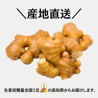 特別栽培 高知県産 香り大生姜 300g ｜ 野菜/薬味 産直アウル 農家