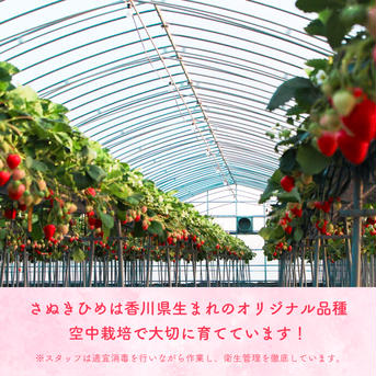 【SNSが得意じゃないイチゴ農家（41歳）が情熱を注ぐ】こだわりのさぬきひめいちご約1.8kg【苺音エコノミープラス約1.8kg】 32粒〜48粒／箱×3箱　※3箱合計約1.8kg 果物/いちご通販