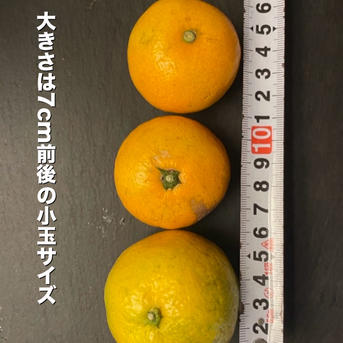 10キロ 小玉 有田みかん 和歌山 2s3Sサイズ ｜ 果物/温州みかん 産直 