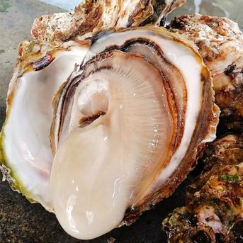 天然岩牡蠣 Lサイズ3個（1個500ｇ以上）三陸宮城女川産 超特大 濃厚 殻付き 生牡蠣 生食用 BBQ 牡蠣ナイフセット付き ギフト のし対応可 天然特大岩牡蠣3個　牡蠣ナイフ付 魚介類/牡蠣通販
