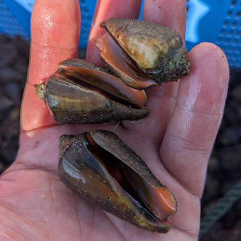 チャンバラ貝（マガキ貝）天然 ｜ 魚介類/その他魚介 産直アウル 農家