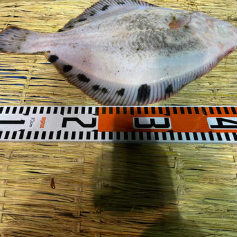 高級魚マツカワ3キロ（水揚げ次第の発送） 3キロ 魚介類/その他魚介通販