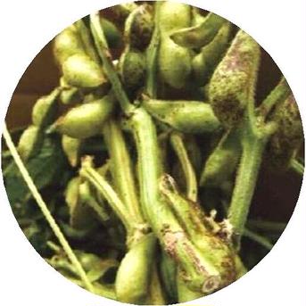 丹波篠山特産　丹波黒枝豆　莢（さや）の実　1ｋｇ無農薬・新鮮！採れたて配送 1ｋｇ 野菜/枝豆通販