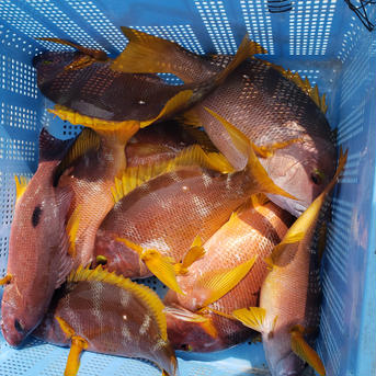超高級魚シブダイ！　２㎏up! １匹　２㎏up! 魚介類/その他魚介通販
