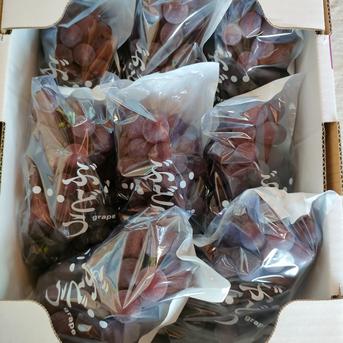 【幻のぶどう】家庭用キングデラウェア　1.8㎏（6～9房） 1.8㎏ 果物/ぶどう通販