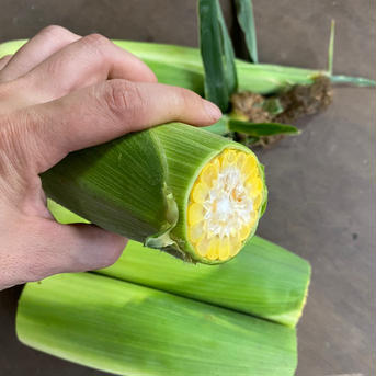 ワケあり！『極』甘とうもろこし🌽達 2キロまで 野菜/とうもろこし通販