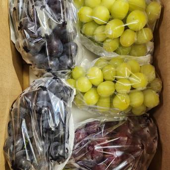 訳アリ】家庭用ぶどう2kg 食べくらべセット シャインマスカット+お任せ