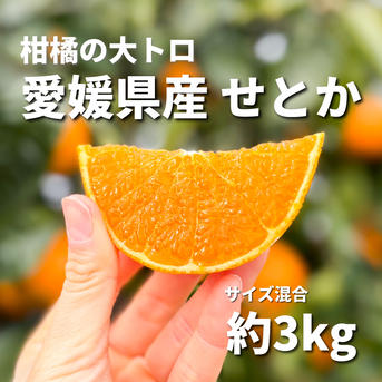 愛媛県西予市明浜町産 せとか 約3kg（サイズ混合）産地直送｜とりこ