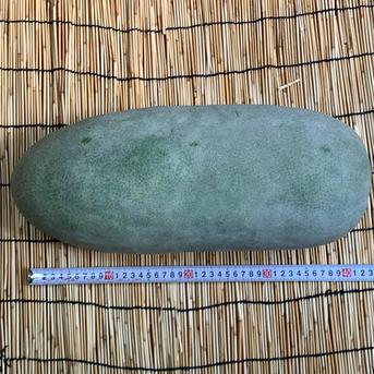 自然栽培】固定種 大玉冬瓜1玉 5kg以上☆農薬・肥料不使用 | 野菜