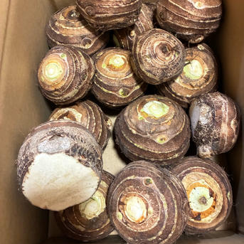 かゆくならないと評判！おおふくの里芋の親芋(頭芋)5キロ 無農薬無化学