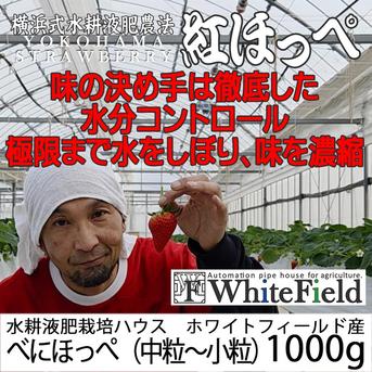 べにほっぺ中粒～小粒をたっぷり1000g【クール便対応】【ワケアリ