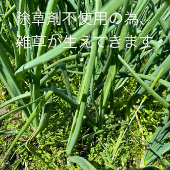 訳あり】農薬、除草剤不使用 淡路島玉ねぎ10kg 生で食べてみて 加熱