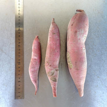 訳ありC品】熟成不要のさつま芋「あまはづき5kg」（虫害・割れ・キズ