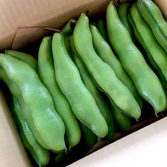 間もなく☆初夏の贅沢！莢付き空豆 空豆1800g(サヤ付き無選別) 野菜/豆類通販