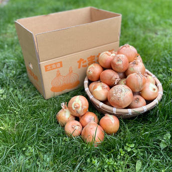 suminaga farm 北海道の美味しい玉ねぎ【外品】 ５ｋｇ 野菜/玉ねぎ通販