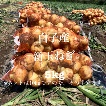 千葉県　白子産　新玉ねぎ　5kg 玉ねぎ5kg 野菜/玉ねぎ通販