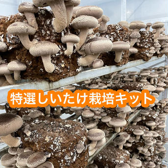 三月末販売終了　特選しいたけ栽培キット　2個セット　送料込み 2.5キロ強2個 野菜/きのこ通販
