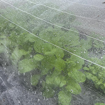 減農薬小松菜 2kg 野菜/小松菜通販