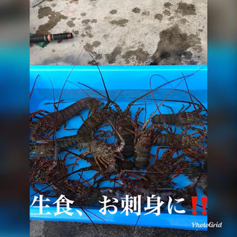 超特大　訳あり活伊勢海老　900〜950×3匹 900〜950×3匹 魚介類/エビ通販