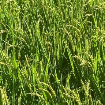 令和8年産】森のくまさん（白米10kg）節減対象農薬：当地比8割減 ｜ 米