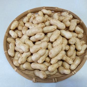 生落花生⭐【おおまさり】⭐️5kg入り、《採れ始め》期間限定です