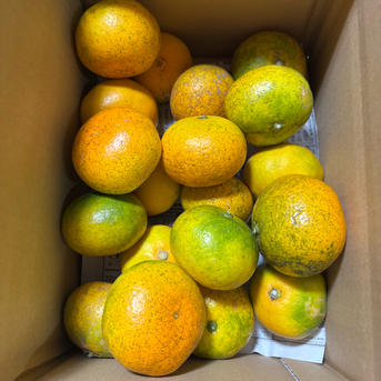 小玉 premium有田みかん 5キロ SMサイズ 訳あり | 果物/温州みかん