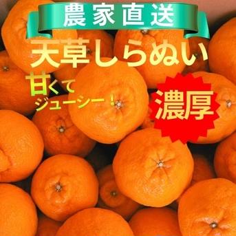 天草産しらぬい 家庭用 箱込20kg ｜ 果物/オレンジ・その他みかん 産直