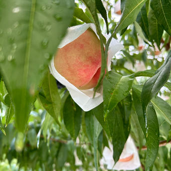 9月の硬い桃[さくら白桃] | 果物/もも 産直アウル 農家から直接野菜