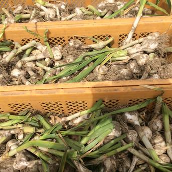 青森県産ホワイト六片種にんにく 大玉 1kg　令和6年度産【高糖度】 1kg 野菜/にんにく通販